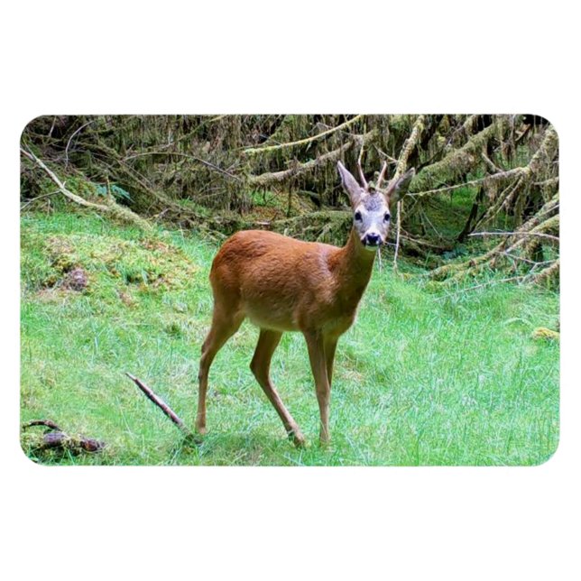 Roe Deer Stag Posing Magnet (Horizontal)