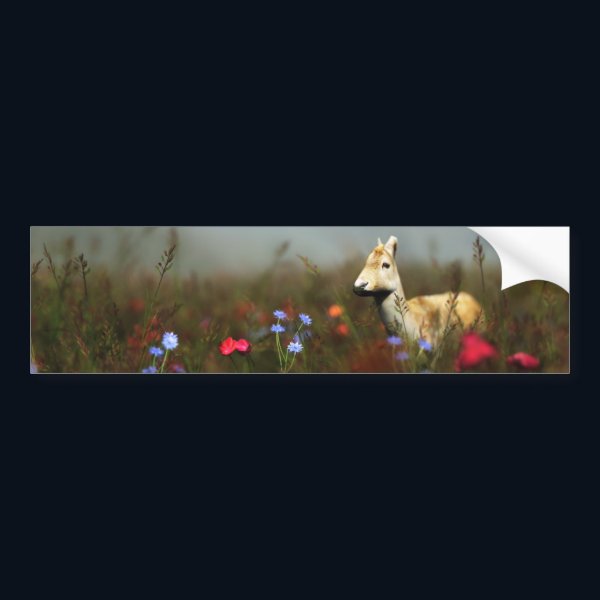 Roe in a Meadow Bumper Sticker