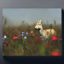 Roe in a Meadow Photo Plaque