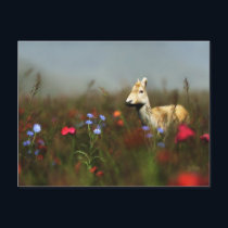 Roe in a Meadow Postcard