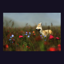 Roe in a Meadow Print