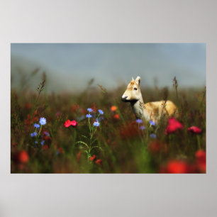 Roe in a Meadow Print