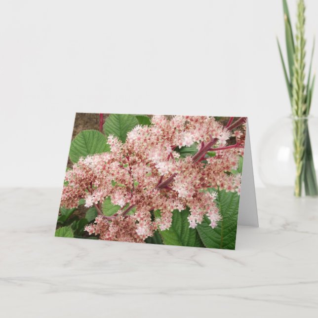 Rogersia Flower Blank Notecard (Front)