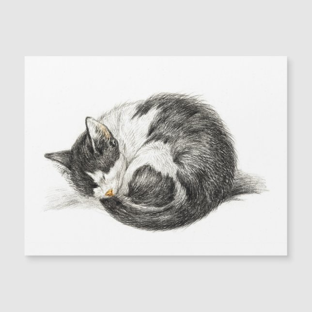 Rolled up lying sleeping cat (1825) (Front)