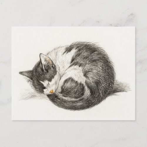 Rolled up lying sleeping cat by Jean Bernard  Postcard