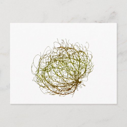 Rolling Golden Tumbleweed Plant Art Postcard
