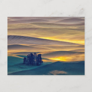 Rolling Hills of Wheat at Sunrise WA Postcard