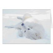 Rolling in the snow (Front Horizontal)