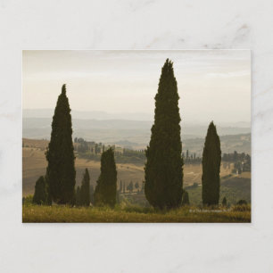 Rolling landscape, Tuscany, Italy 2 Postcard