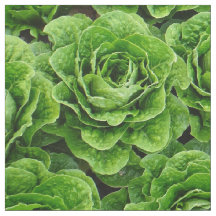 Romaine lettuce field photo fabric