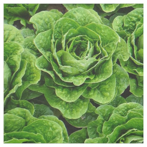Romaine lettuce field photo fabric