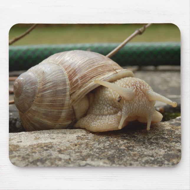 Roman Snail Mouse Mat (Front)