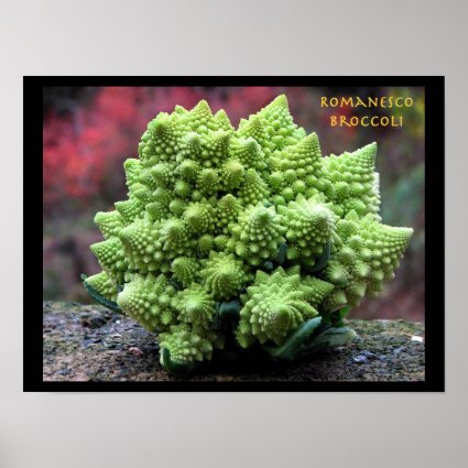Romanesco Broccoli Vegetable Poster