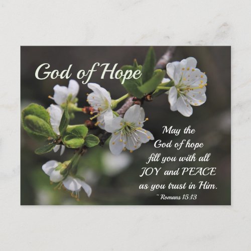 Romans 1513 God of Hope White Flowers Postcard