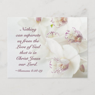 Romans 8:39 Love of God Bible White Orchids Postcard