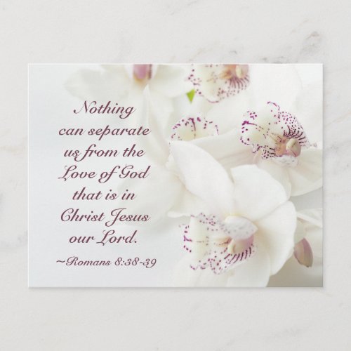 Romans 839 Love of God Bible White Orchids Postcard