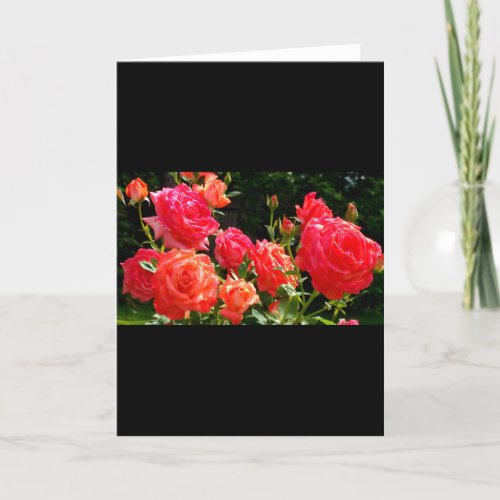 Romantic Coral roses Card