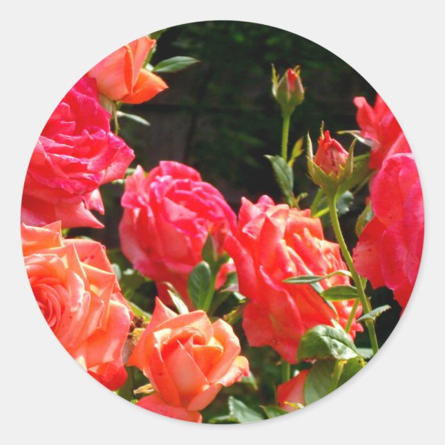 Romantic Coral roses Classic Round Sticker (Front)