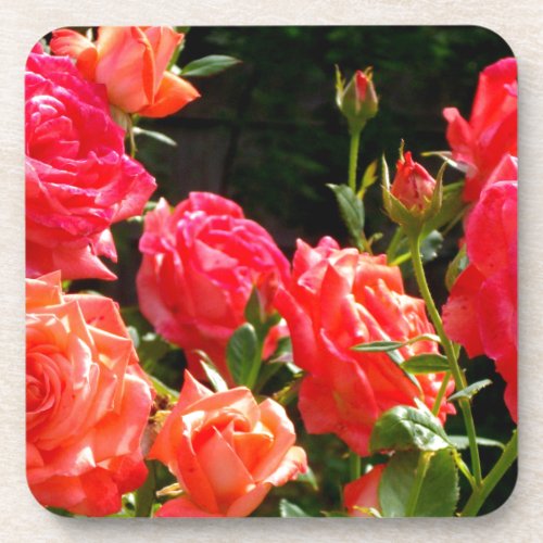 Romantic Coral Roses Drink Coaster