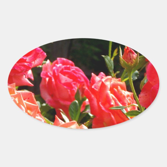 Romantic Coral roses Oval Sticker (Front)