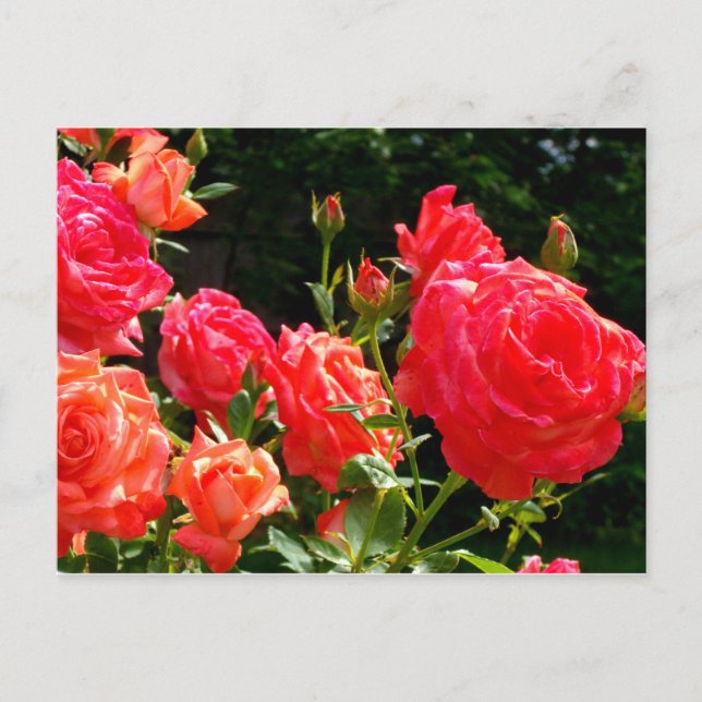 Romantic Coral roses Postcard (Front)