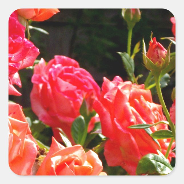 Romantic Coral roses Square Sticker (Front)