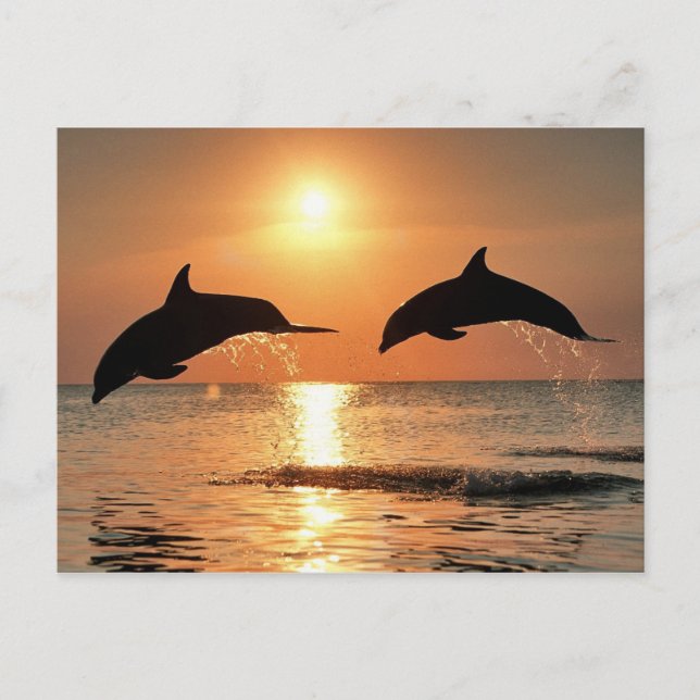Romantic dolphins postcard (Front)