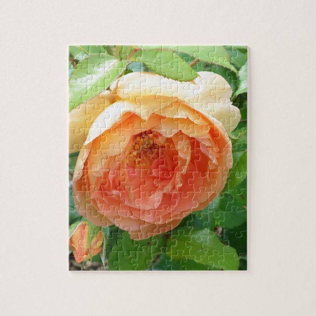 Romantic elegant  Orange Rose photo Jigsaw Puzzle (Vertical)