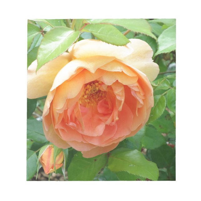 Romantic elegant  Orange Rose photo Notepad (Front)