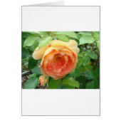 Romantic elegant Orange Roses (Front)