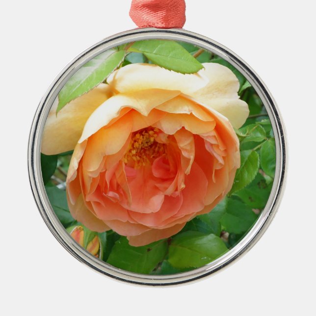 Romantic elegant  Orange Roses Metal Ornament (Front)