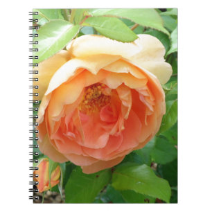 Romantic elegant Orange Roses Notebook
