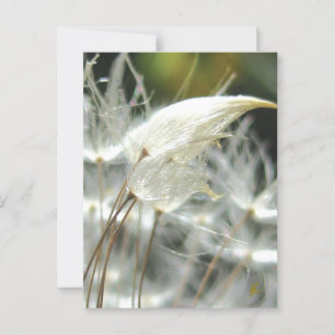 Romantic Embrace Dandelion Seed Postcard