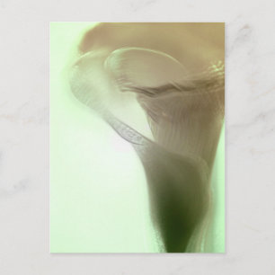 Romantic Flower Detail Postcard