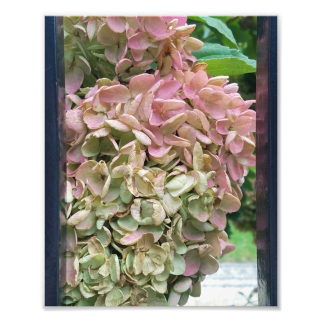 romantic garden hydrangea photo print (Front)