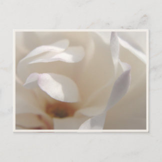 Romantic Ivory Magnolia Save the Date Announcement Postcard