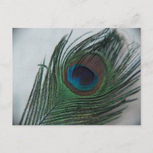 Romantic Peacock Feather Postcard