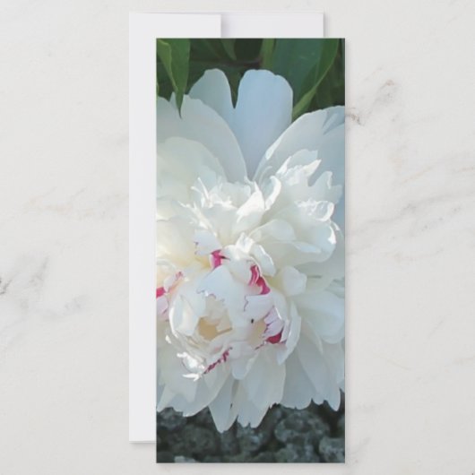 Romantic Peony Bookmark (Front)