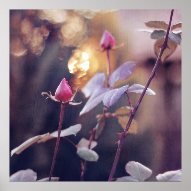 Romantic Pink Rose Buds in Sunset Bokeh Backlight Poster (Front)