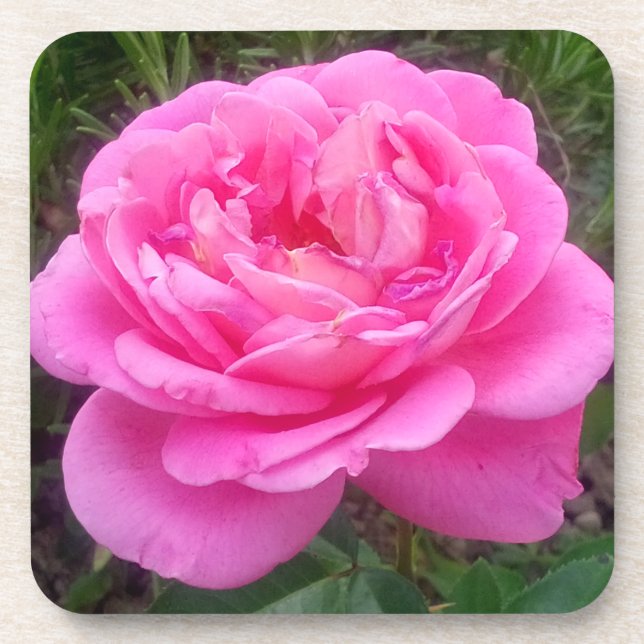 Romantic Pink Rose 'Leonardo Da Vinci'    Beverage Coaster (Front)