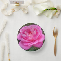 Romantic Pink Rose 'Leonardo Da Vinci'