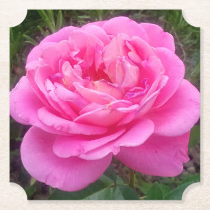 Romantic Pink Rose 'Leonardo Da Vinci'    Paper Coaster