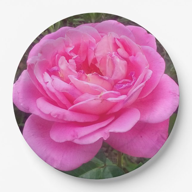 Romantic Pink Rose 'Leonardo Da Vinci'    Paper Plates (Front)