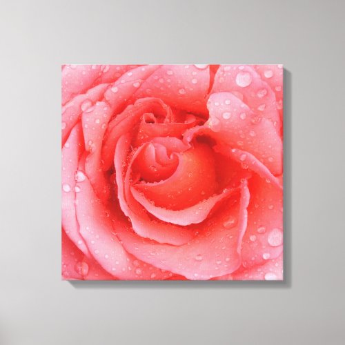 Romantic Pink Rose Water Drops Canvas Print