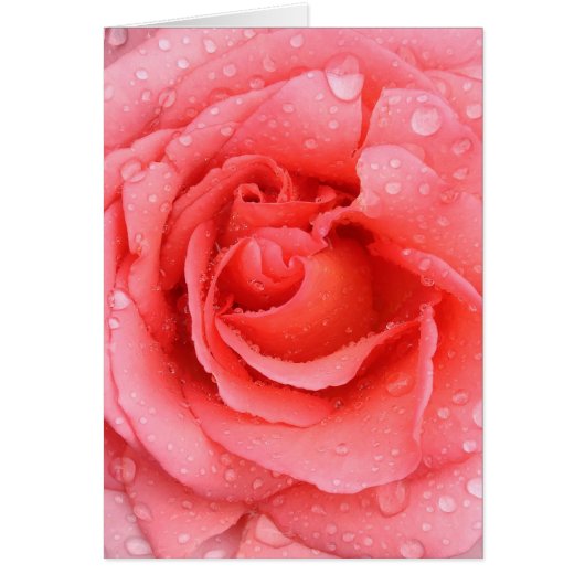 Romantic Pink Rose Water Drops Cards (Front)