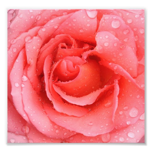Romantic Pink Rose Water Drops Photo Print (Front)