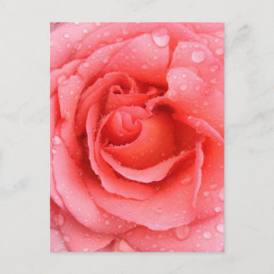Romantic Pink Rose Water Drops Postcard