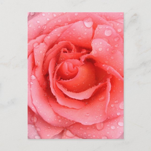 Romantic Pink Rose Water Drops Postcard (Front)