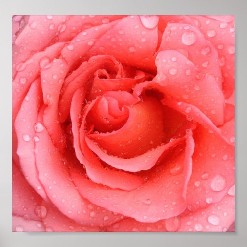 Romantic Pink Rose Water Drops Poster