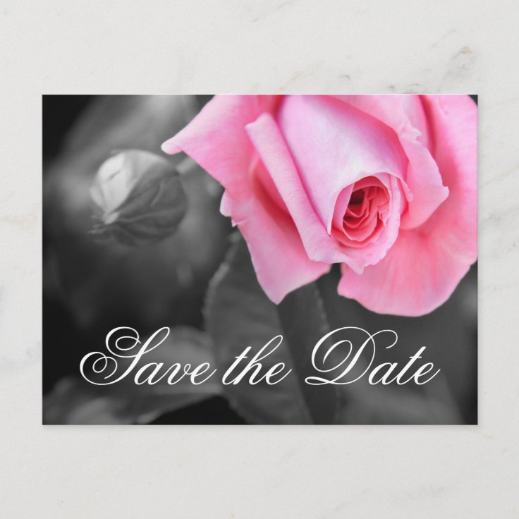 Romantic Pink Rose Wedding Save The Date Postcard | Zazzle